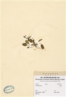 藏品(茶匙黃)的圖片